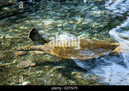 Tartaruga Verde, vedute della baia di Kiholo, Isola delle Hawaii, Hawaii, USA, Honu Foto Stock