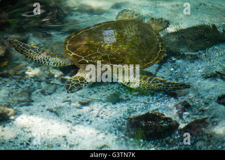 Tartaruga Verde, vedute della baia di Kiholo, Isola delle Hawaii, Hawaii, USA, Honu Foto Stock