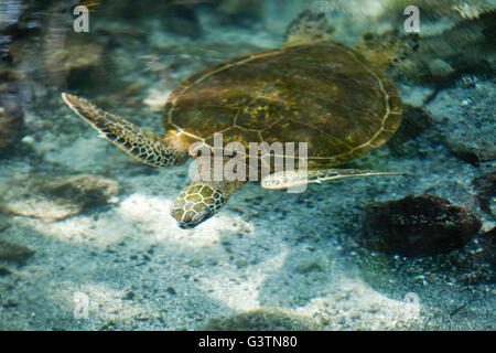 Tartaruga Verde, vedute della baia di Kiholo, Isola delle Hawaii, Hawaii, USA, Honu Foto Stock