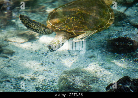 Tartaruga Verde, vedute della baia di Kiholo, Isola delle Hawaii, Hawaii, USA, Honu Foto Stock