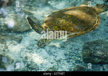 Tartaruga Verde, vedute della baia di Kiholo, Isola delle Hawaii, Hawaii, USA, Honu Foto Stock