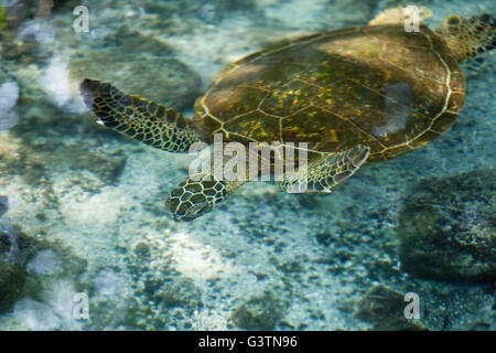 Tartaruga Verde, vedute della baia di Kiholo, Isola delle Hawaii, Hawaii, USA, Honu Foto Stock