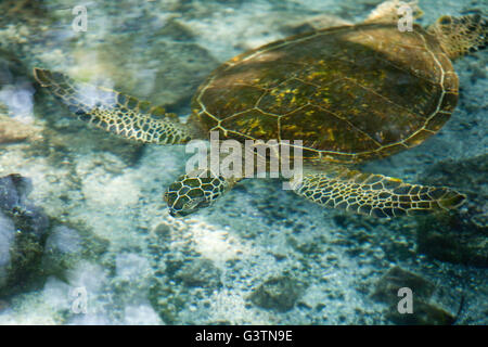 Tartaruga Verde, vedute della baia di Kiholo, Isola delle Hawaii, Hawaii, USA, Honu Foto Stock