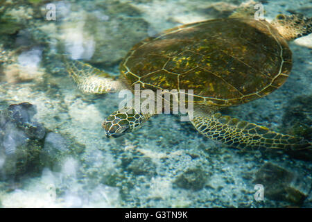 Tartaruga Verde, vedute della baia di Kiholo, Isola delle Hawaii, Hawaii, USA, Honu Foto Stock