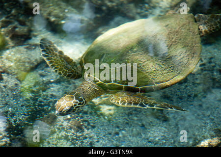 Tartaruga Verde, vedute della baia di Kiholo, Isola delle Hawaii, Hawaii, USA, Honu Foto Stock