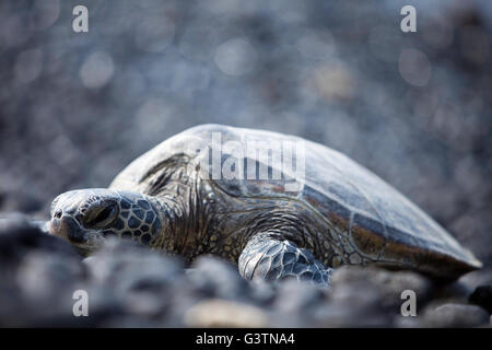 Tartaruga Verde, vedute della baia di Kiholo, Isola delle Hawaii, Hawaii, USA, Honu Foto Stock