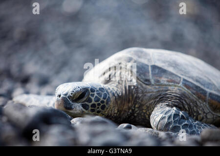 Tartaruga Verde, vedute della baia di Kiholo, Isola delle Hawaii, Hawaii, USA Honu Foto Stock