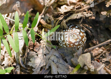 Un giovane Amanita Pantherina, chiamato anche panther cap o false blusher, nascosto sotto le foglie in autunno in un bosco' ambien naturale Foto Stock