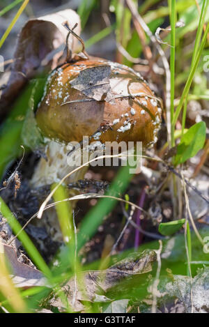 Un giovane Amanita Pantherina, chiamato anche panther cap o false blusher, nascosto sotto le foglie in autunno in un bosco' ambien naturale Foto Stock