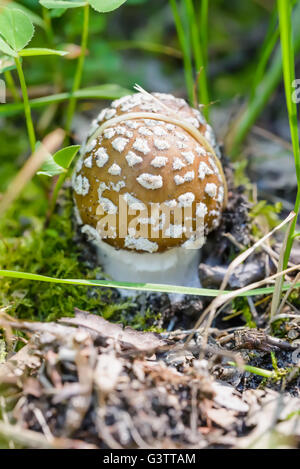Un giovane Amanita Pantherina, chiamato anche panther cap o false blusher, in un bosco' ambiente naturale sotto il caldo sole di primavera Foto Stock