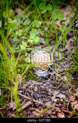 Un giovane Amanita Pantherina, chiamato anche panther cap o false blusher, nascosto sotto le foglie in autunno in un bosco' ambien naturale Foto Stock