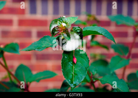 FUCHSIA soffiare bolle. Foto Stock