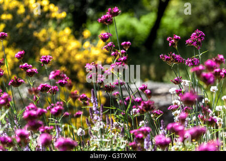 Dianthus silvaticus fioritura, giardino, prato estivo fiori perenni arditi paesaggio giardino naturalistico Foto Stock
