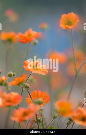 Geum totalmente Tangerine fiori nel. Foto Stock