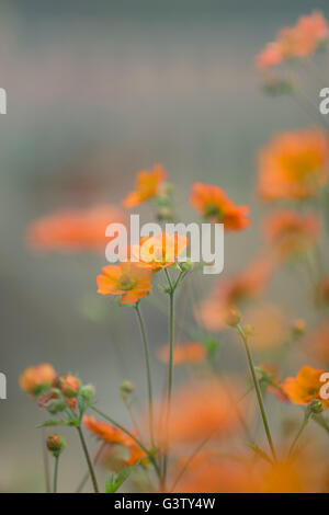 Geum totalmente Tangerine fiori nel. Foto Stock