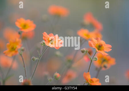 Geum totalmente Tangerine fiori nel. Foto Stock