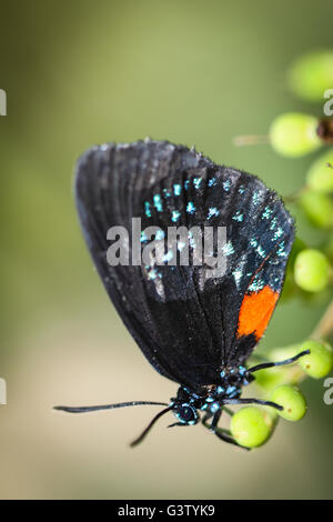 Eumaeus Atala Foto Stock