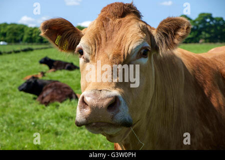 Jersey mucca di sbirciare da dietro una recinzione, Holme Valley, West Yorkshire, Inghilterra, Regno Unito Foto Stock