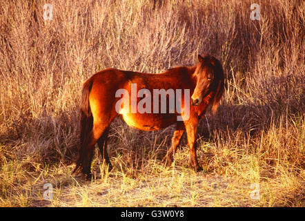 Cavalli selvaggi (noto come "Pony") in Chincoteague National Wildlife Refuge, Assateague Island, Virginia, Stati Uniti d'America Foto Stock
