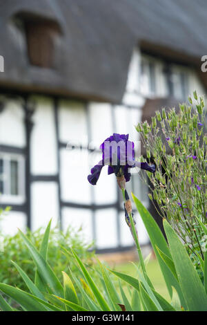 Iris barbuto fiore nella parte anteriore di un bianco e nero con cornice in legno cottage. Ashton sotto la collina, Wychavon, Worcestershire, Regno Unito Foto Stock