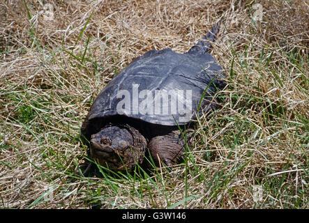 Snapping comune tartaruga (Chelydra serpentina); Chincoteague National Wildlife Refuge, Assateague Island, Virginia, Stati Uniti d'America Foto Stock