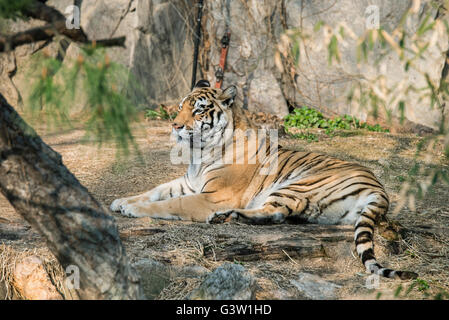 Tigre Siberiana (Panthera tigris altaica) Foto Stock