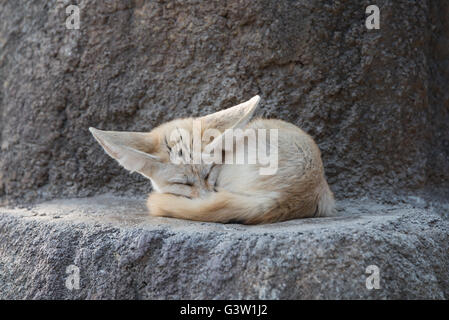 White Fennec fox o Desert fox con grande orecchio Foto Stock