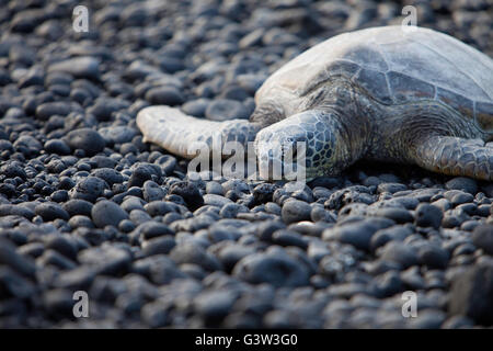 Tartaruga Verde, vedute della baia di Kiholo, Isola delle Hawaii, Hawaii, USA Honu Foto Stock