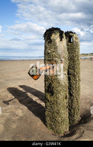 Le onde spazzano via e etch i loro movimenti sui pennelli resiliente che stare sulla spiaggia a Sandsend Foto Stock