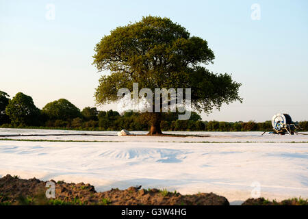 Presto il raccolto di patate coltivate intensamente sotto il vello, Shottisham, Suffolk, Regno Unito. Foto Stock