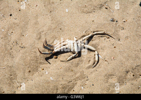 Un granchio morto lavato fino sulla spiaggia. Foto Stock