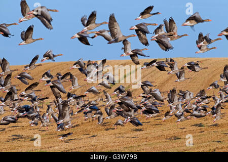 Oca Graylag gregge / graylag oche (Anser anser) prendendo il largo da stubblefield in estate Foto Stock