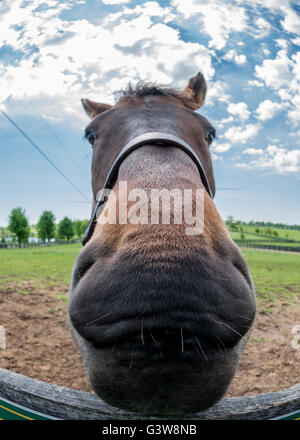 La masticazione sul recinto: un cavallo naso utilizzando una lente fisheye offre una prospettiva unica Foto Stock