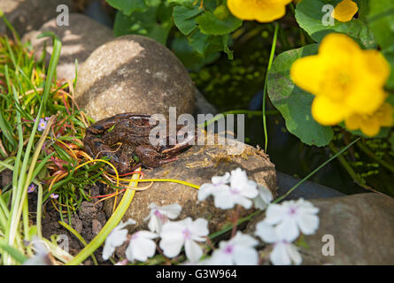 Primo piano di rana comune seduta al sole sul bordo di un giardino fauna selvatica stagno Inghilterra Regno Unito GB Gran Bretagna Foto Stock