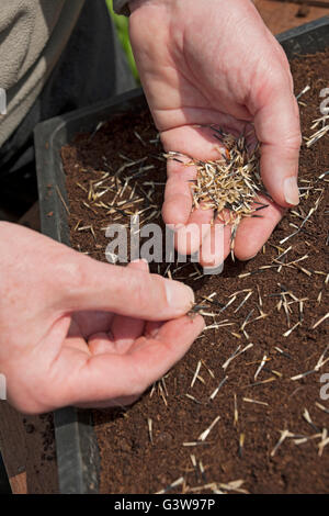 Primo piano di persona giardiniere uomo piantando semina fiore marigold semi un semenzale in primavera Inghilterra Regno Unito Regno Unito Gran Bretagna Foto Stock