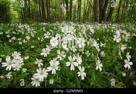 Un filo di maggiore stitchwort (Stellaria holostea) fiori sul pavimento di un bosco di latifoglie nel NOTTINGHAMSHIRE REGNO UNITO Inghilterra Foto Stock