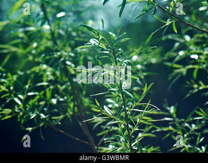 Canneti della molla willow contro uno sfondo scuro.bassa profondità di campo Foto Stock