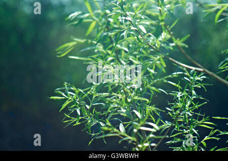 Canneti della molla willow contro uno sfondo scuro.bassa profondità di campo Foto Stock