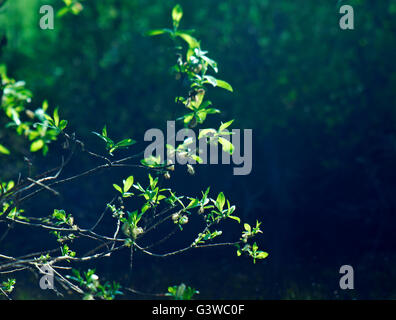 Canneti della molla willow contro uno sfondo scuro.bassa profondità di campo Foto Stock