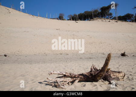 Resti di alberi morti sulla spiaggia sabbiosa con pini morti sepolti dalla Grande Duna del Pyla sullo sfondo della Francia meridionale Foto Stock