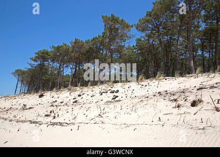 Dune di sabbia usurpare su alberi di pino sulla cresta duna del Pyla Francia meridionale Foto Stock