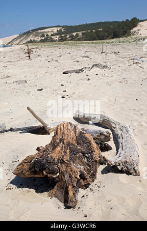 Gli alberi morti sulla spiaggia sabbiosa con alberi di pino sulla cresta duna del Pyla Francia meridionale Foto Stock