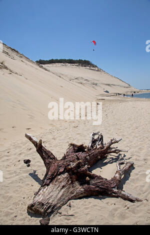 Gli alberi morti sulla spiaggia sabbiosa con alberi di pino sulla cresta duna del Pyla Francia meridionale Foto Stock