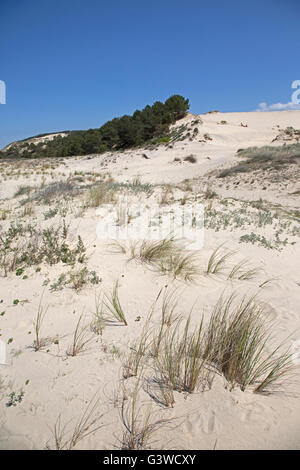 Dune di sabbia usurpare su alberi di pino duna del Pyla Francia meridionale Foto Stock