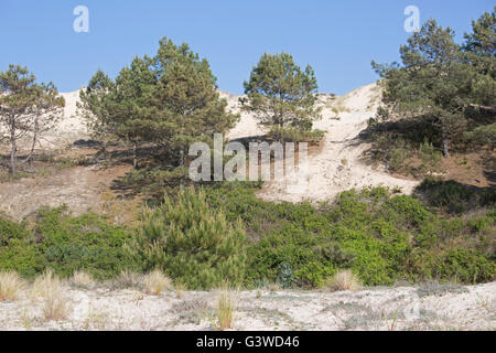 Dune di sabbia usurpare su alberi di pino duna del Pyla Francia meridionale Foto Stock