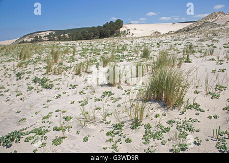 Dune di sabbia usurpare su alberi di pino ma alcuni recolonisation sulla spiaggia duna del Pyla Francia meridionale Foto Stock