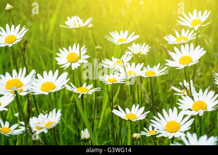 Estate Campo di margherite Closeup Photo. Wild Daisy fiori. Foto Stock