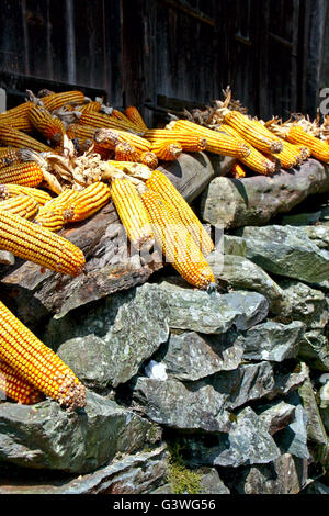 Raccolto maturo di tutoli di mais di essiccazione al sole. Granturco Foto Stock