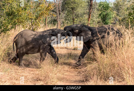 Giovani elefanti giocare fightoing Foto Stock