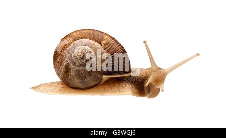 Lumaca sorpreso guardando si è isolato su sfondo bianco. Foto Stock